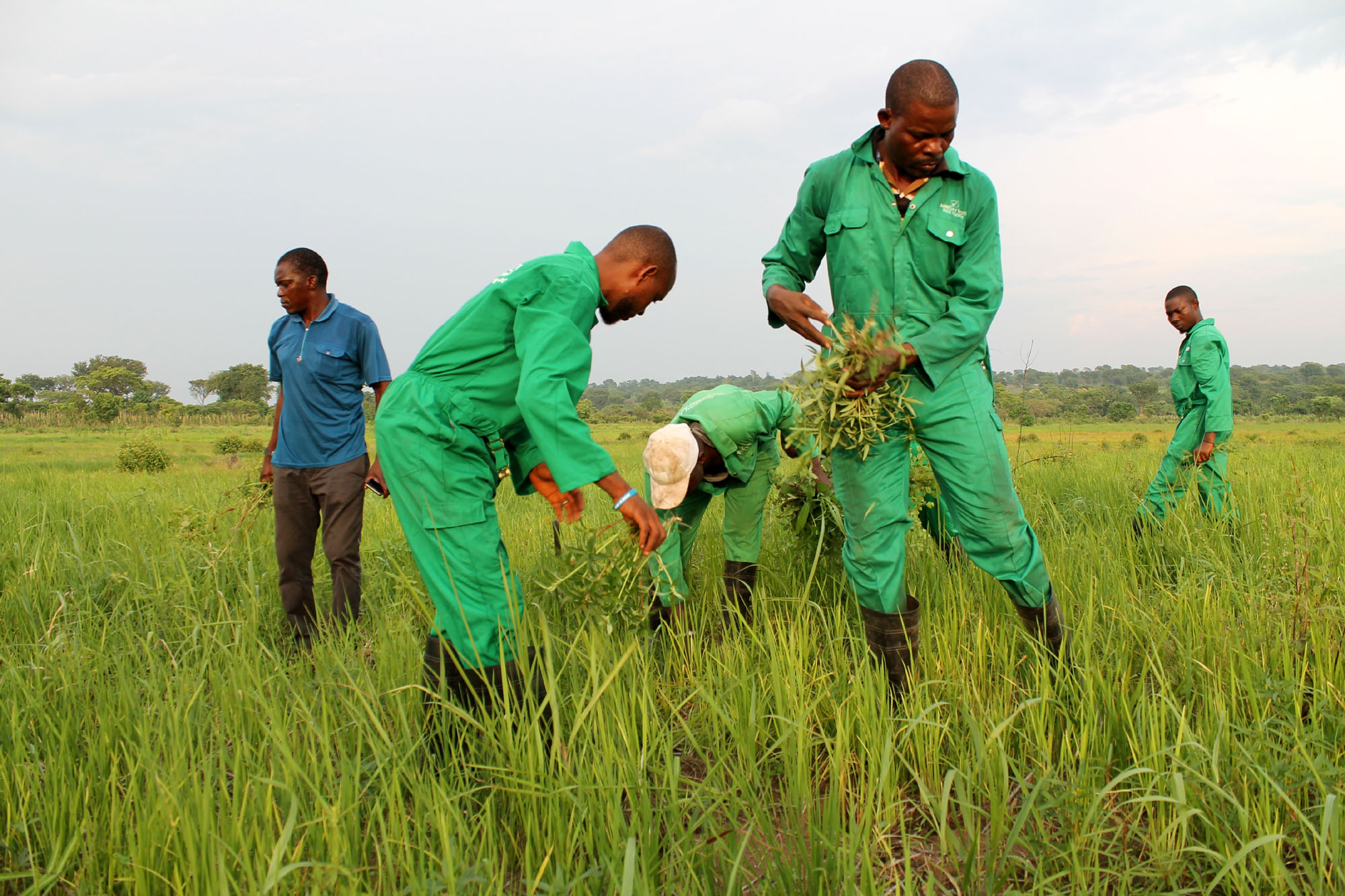 Ogoja Rice Rice Farmers Seek Dredging Of River Niger - DredgeWire : DredgeWire