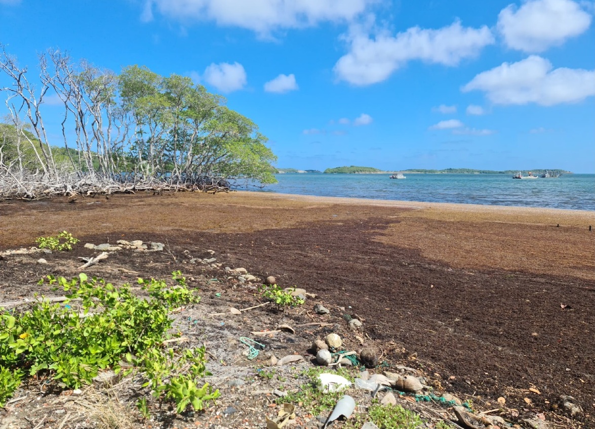 Watermaster Proves Successful in Removal of Sargassum in Martinique DredgeWire DredgeWire