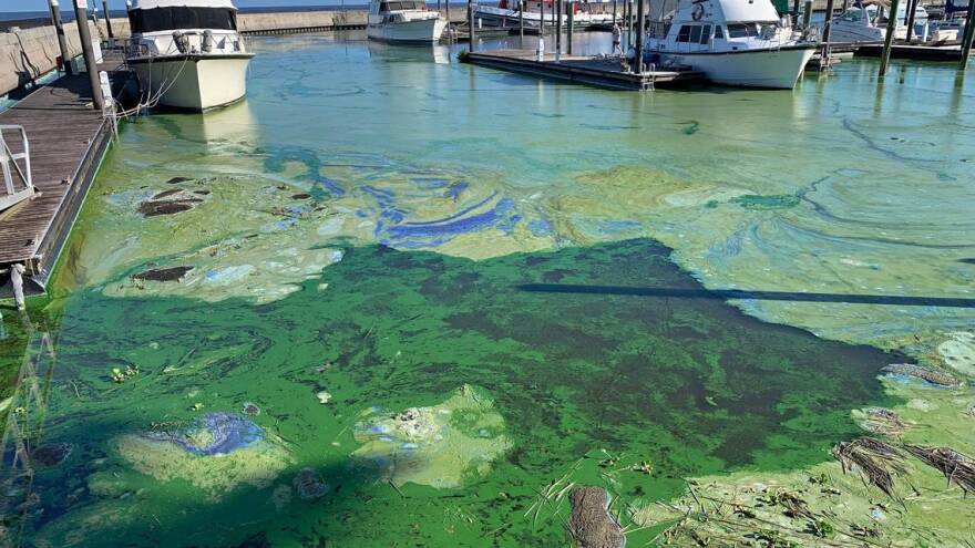 Florida tops list for the most polluted lakes in the U.S., study finds ...