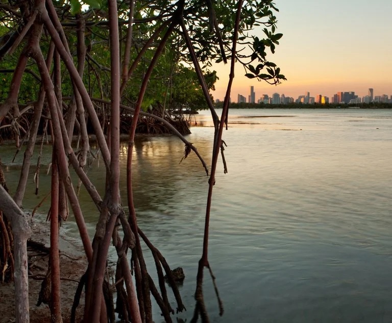 Florida Senators back mangrove, reef conservation projects DredgeWire