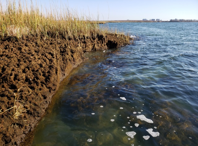 US Coastal Wetlands Are Rapidly Disappearing. Here's What It'll Take To ...