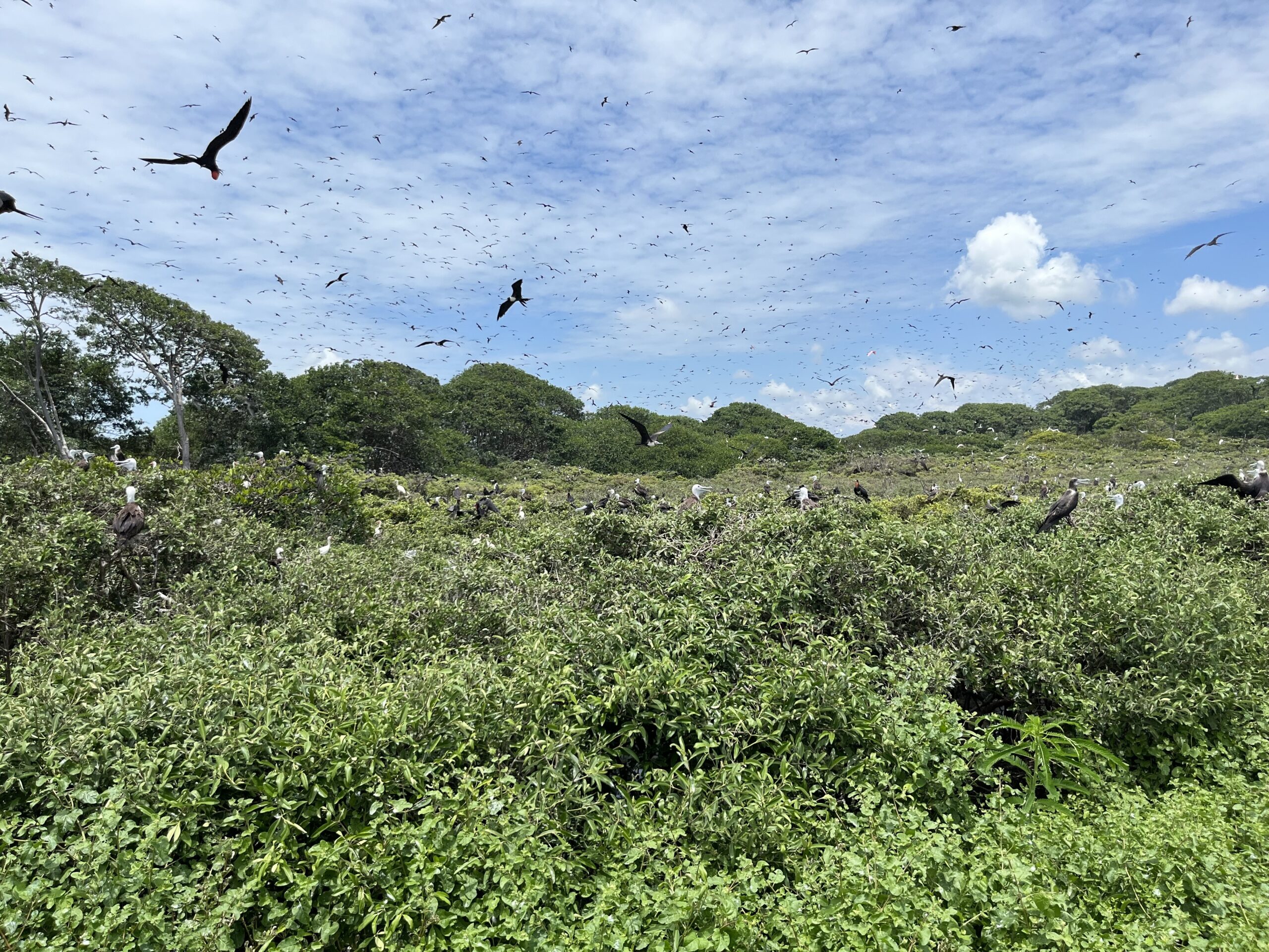 AquaForest, from dredged sediments to mangrove forests - DredgeWire ...