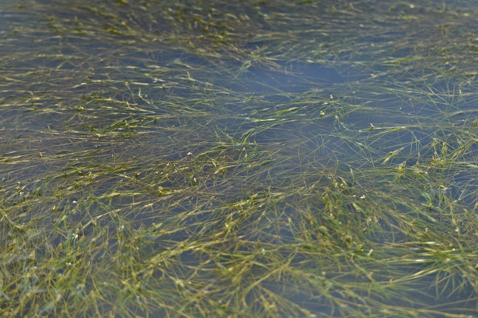 A Resilient Seagrass Species Could Help Reshape Coastal Restoration