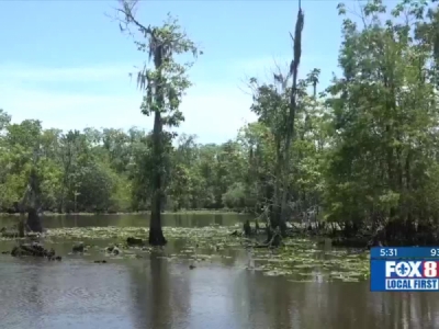 $130 million project aims to save Louisiana’s Maurepas Swamp ...